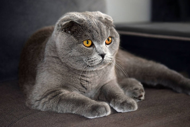 portrait of young scottish fold cat, gray color - Photo, Image
