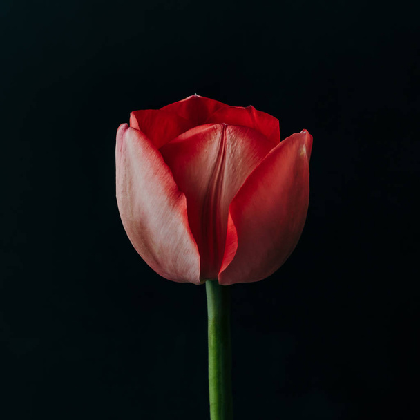 Styled minimalist still life with tulip flower on dark background. - Zdjęcie, obraz