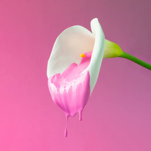 Flor de Calla con pintura rosa goteante. Concepto exótico de verano mínimo con espacio de copia
. - Foto, imagen
