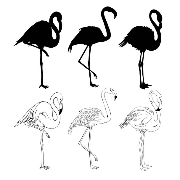 Hand drawing flamingos. Vector illustration - Вектор,изображение