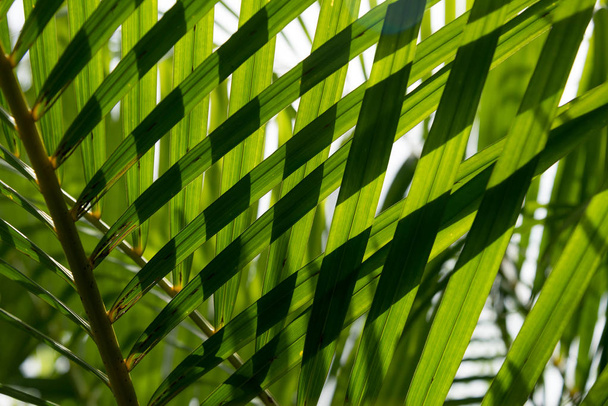 Palmunlehtien rakenne varjossa
 - Valokuva, kuva