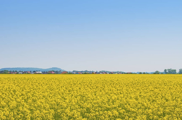 青い空を背景に黄色の菜種のフィールド - 写真・画像