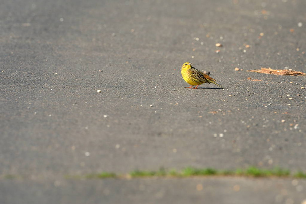 Goldammer Bird on a Road - Photo, Image