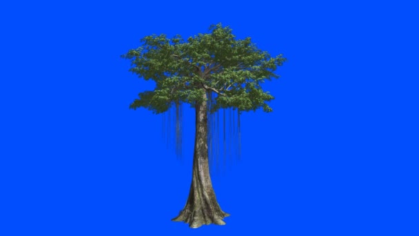-----------------------------------------------------Το τεράστιο δέντρο καπόκ. Μπλε οθόνη άλφα. - Πλάνα, βίντεο