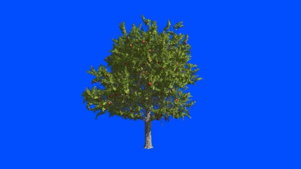 Obstbaum Apfelbaum. Blauer Bildschirm alpha. - Filmmaterial, Video