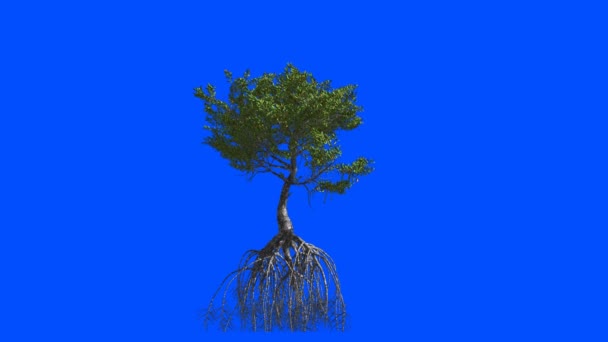Mangrove mit Wurzeln. Animation 3D. Blauer Bildschirm alpha. - Filmmaterial, Video