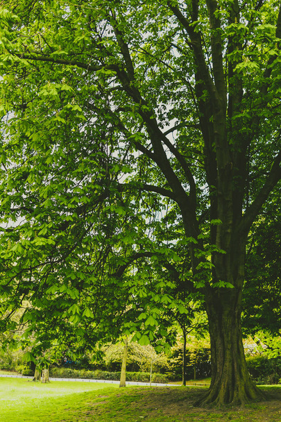 каштановые деревья в городском парке с чрезвычайно яркими зелеными т
 - Фото, изображение