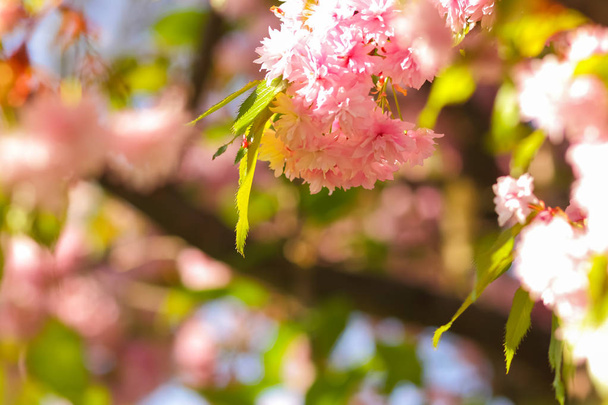 太陽では、背景をぼかし、晴れた朝、デザイナーの空白のピンクの花で桜の開花枝、緑スペースのコピーの葉します。 - 写真・画像