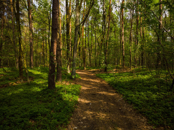 Orman içinde yama üzerinde yükseltilmiş görünümü - Fotoğraf, Görsel