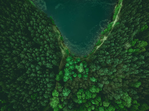 Pond and forest border from above - Foto, imagen