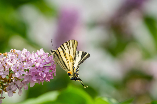 Farfalla coda di rondine orientale (Papilio glaucus) su cespuglio lilla fl
 - Foto, immagini