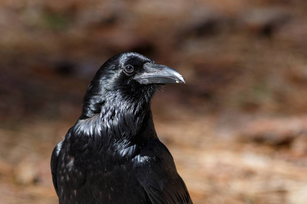 Raven in Yosemite Valley - Photo, Image