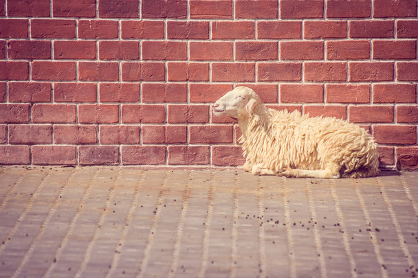 Brązowy owiec ustanawiające na betonowej podłodze z czerwonej cegły ściany w tle na wsi. - Zdjęcie, obraz