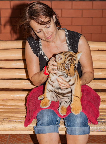 Kleine tijger baby op schoot van een vrouw. - Foto, afbeelding