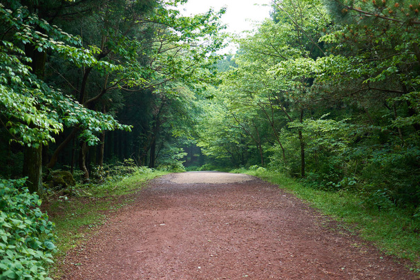 A secluded pathway in Saryuni Forest with trees and grass lined up at both sides of the dirt path, Jeju Island, South Korea.                                - Photo, image