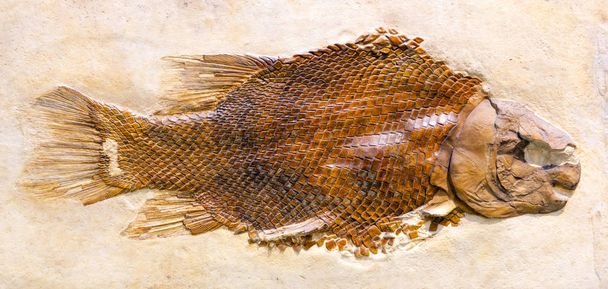 Fossil of Lepidotes Maximus, an extinct fish from the Jurassic period. - Photo, Image