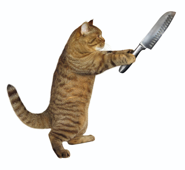 Cat tiene un coltello grande
 - Foto, immagini