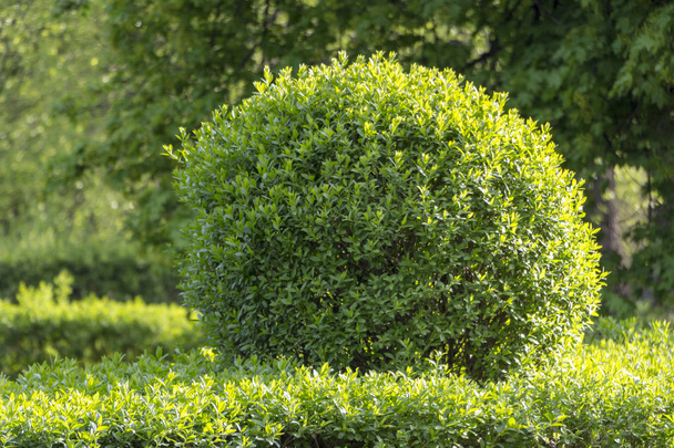 Wild Privet Ligustrum hedge nature texture A sample of topiary art - Photo, Image