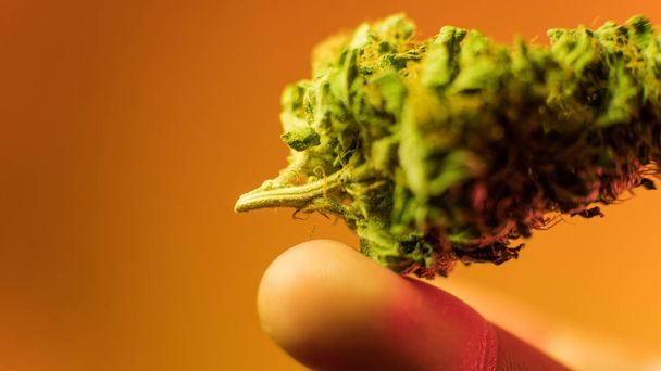 macro marijuana buds. Medical Marijuana Strains 2018 - Photo, Image