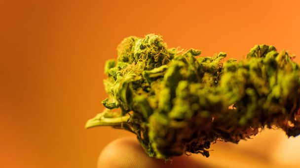 Close Up Marijuana Buds en mano de hombre con un fondo cálido. Brote de marihuana medicinal
 - Foto, Imagen