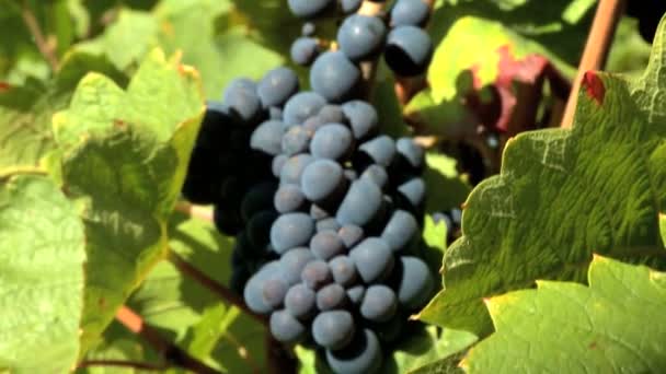 Cierre plano de hojas de vid y racimo de uvas rojas
 - Metraje, vídeo