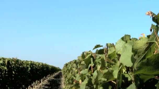Rzędy winorośli idealna dojrzałych czerwonych winogron w winnicy - Materiał filmowy, wideo