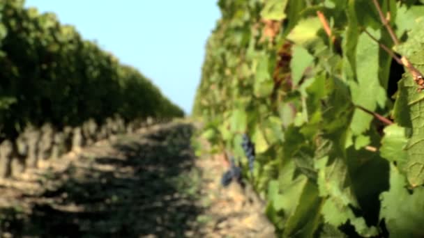 Крупним планом знімок листя лози і букет червоного винограду
 - Кадри, відео