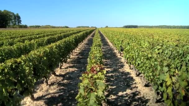 rader av vinrankor i en vingård-pan sköt - Πλάνα, βίντεο