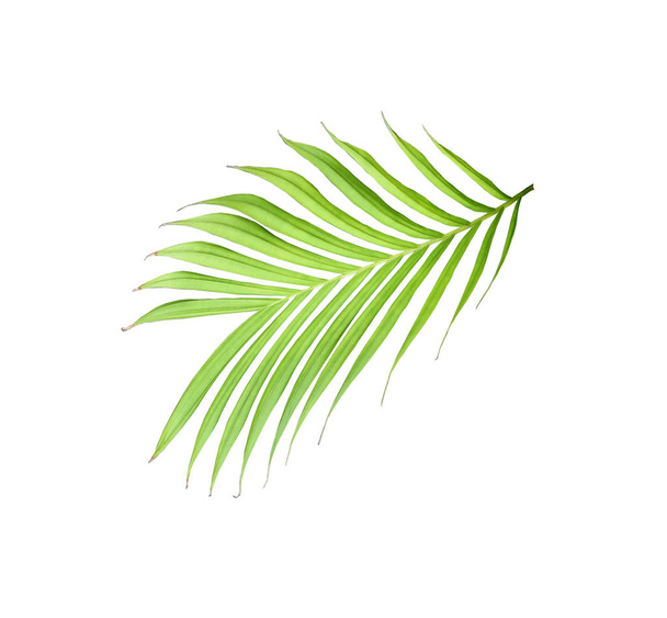 feuille verte de palmier isolée sur fond blanc - Photo, image