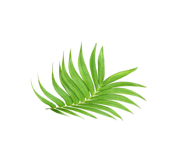 green leaf of palm tree isolated on white background - Φωτογραφία, εικόνα