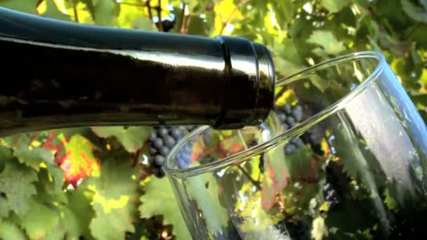 Листя лози та червоний виноград зі скляною начинкою з вином на передньому плані
 - Кадри, відео