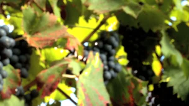 Vine leaves & red grapes with glasses filled with wine - Footage, Video