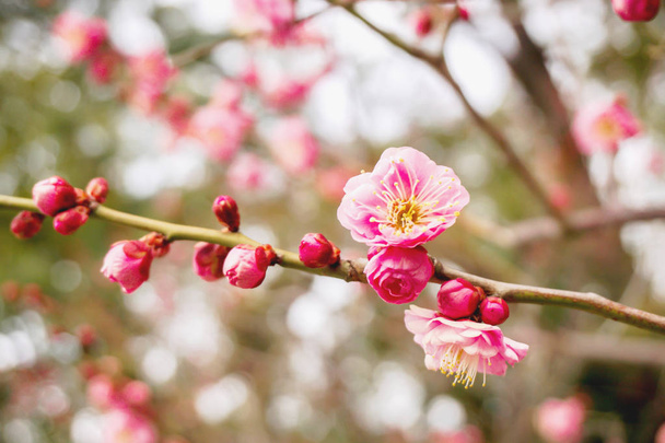 Closeup beautiful and pink Plum blossom blooming on tree brunch and blurry background. - Photo, Image
