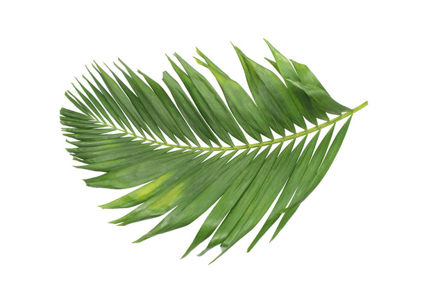concept zomer met groen palmblad uit tropisch. frond bloemblaadjes takken boom geïsoleerd op witte patroon achtergrond. vlakke lay, bovenaanzicht. - Foto, afbeelding