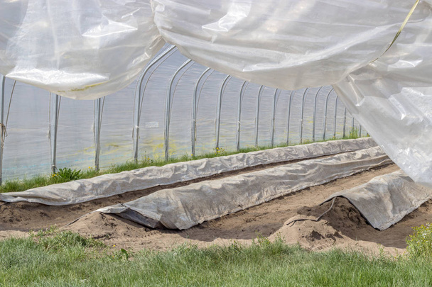 Asparagus growing in a foil tent with long hillside beds - Photo, Image