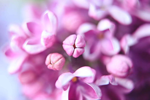 lilac macro flowers large - Φωτογραφία, εικόνα
