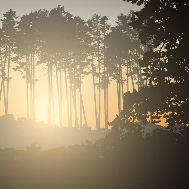 Vektorillustration eines Nadelwaldes mit der aufgehenden Sonne - Vektor, Bild