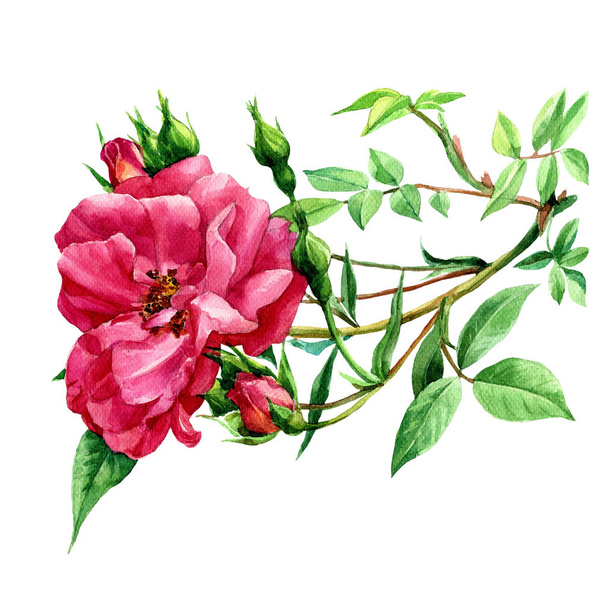 Acuarela rosa en rama aislada sobre fondo blanco
. - Foto, Imagen