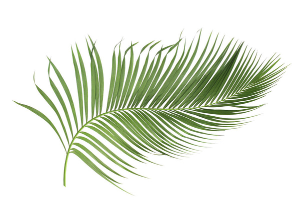 concept summer with green palm leaf from tropical . frond floral leaves branches tree isolated on white pattern background. flat lay, top view. - Fotografie, Obrázek