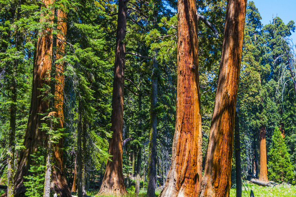 big sequoia trees in Sequoia National Park near Giant village ar - Photo, Image