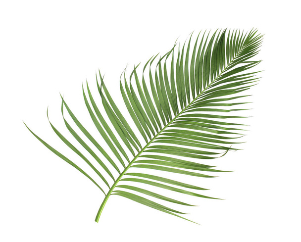 концепция летом с зеленым пальмовым листом из тропических. Передний цветок
 - Фото, изображение