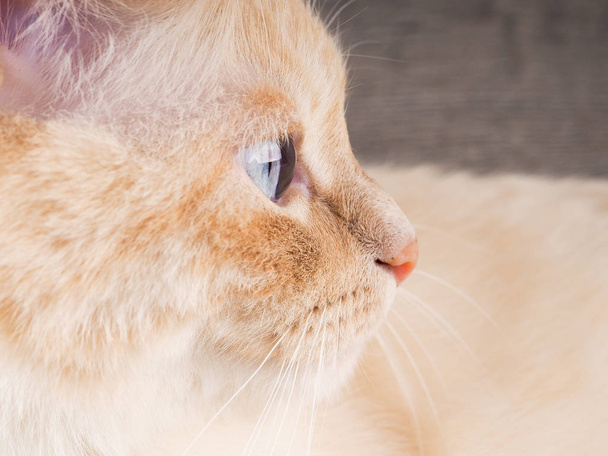 Namlu ile yakın kırmızı bir kedi kadar metin için ahşap arka plan beyazdır - Fotoğraf, Görsel