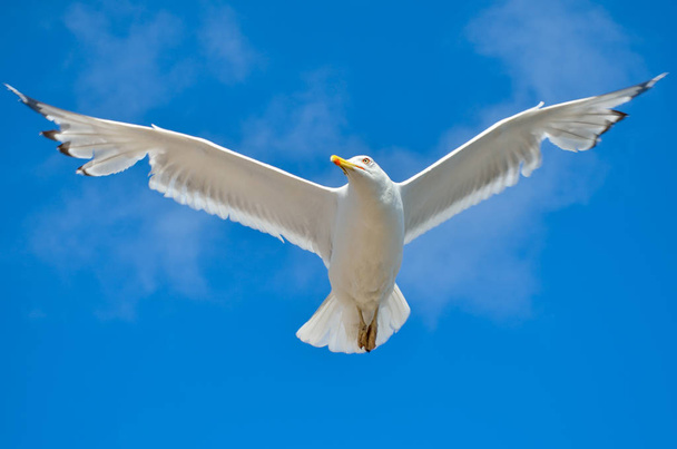 Mouette blanche volant contre le ciel bleu
 - Photo, image
