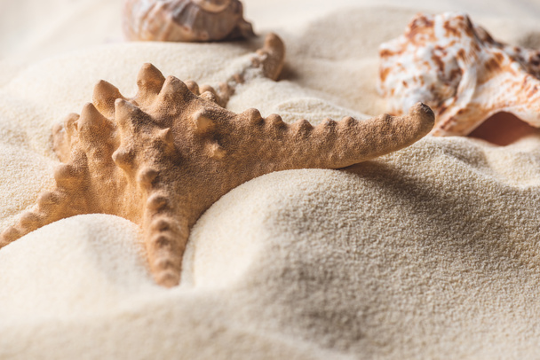 Close-up of starfish and seashell on light sand - Φωτογραφία, εικόνα