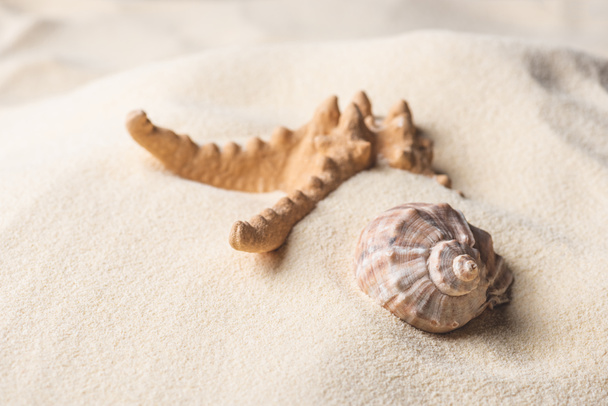 Mar estrella de mar y concha en la playa de arena de verano
 - Foto, Imagen