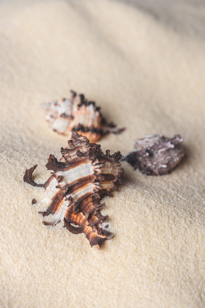 Beautiful seashells on light sand for travel template - Photo, Image
