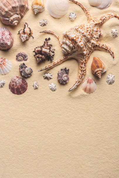 seashells - Photo, Image