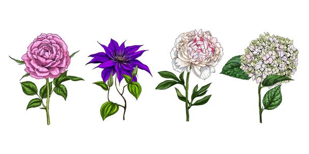 Set of colorful blooming flowers and leaves isolated on white background. Rose, peony, clementis and phlox. Botanical vector. Floral elemets for your design - Vector, Image