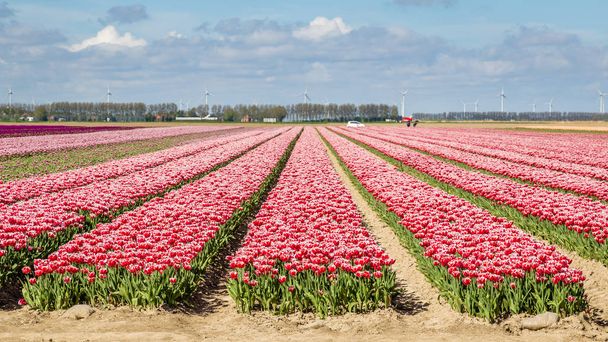 Campi di tulipani colorati durante la primavera nei Paesi Bassi
 - Foto, immagini