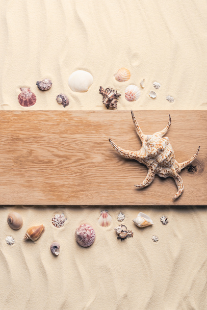 Grand coquillage sur jetée en bois sur plage de sable
  - Photo, image